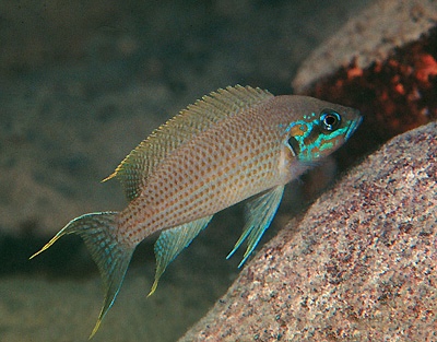 Neolamprologus brichardi 'Kiku'